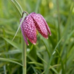 Snake's deals head fritillary